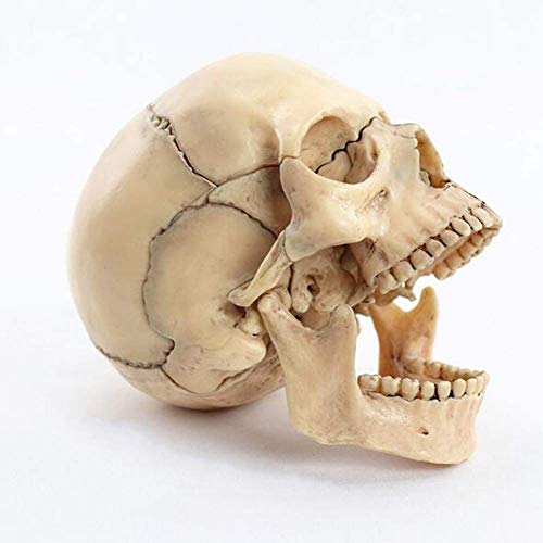 Calavera, Home Imagen adicional