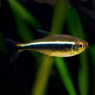 Red Mosaic Guppies (Pair) - Live Fish for Aquarium Exotic Freshwater Live Fish, Live Aquarium Fish, Live Fish, Live Freshwater Fish Freshwater Fish Live Buy Live Fish