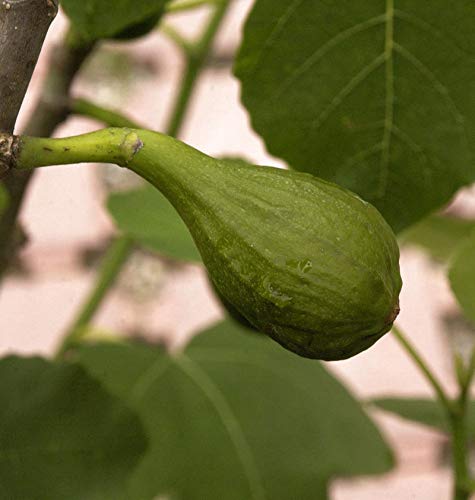 Feigenbaum Little Miss Figgy 60-80cm - Ficus carica - lebende Gartenpflanze aus den Baumschulen