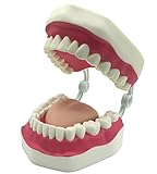 Dental Teeth Care Model with Toothbrush,32 Teeth,Kouber Human Anatomical Model,4'x 5' x 7'