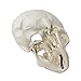 Mini Human Skull Model, 3 Parts Palm-Sized Anatomy Skull Model with Removable Skull Cap & Full Set Teeth, School Teaching-Learning Tool, Fun Decorations Halloween Decorations Pirate Themed Decorations