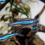 Green Neon Tetra (8 Fish Pack) - Live Fish for Aquarium Exotic Freshwater Live Fish, Live Aquarium Fish, Live Fish, Live Freshwater Fish - Freshwater Fish Live Buy Live Fish