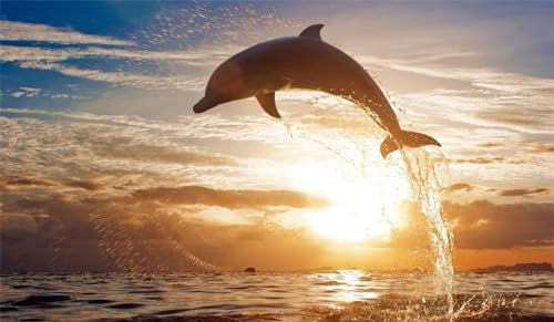 Diamond Painting dauphins coucher de soleil 5D DIY grand format 80x160cm