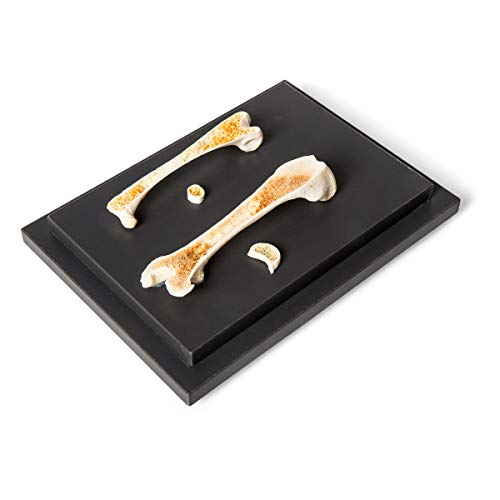 Image of 3B Scientific GmbH T30053 Comparison of Bird and Mammal Bones
