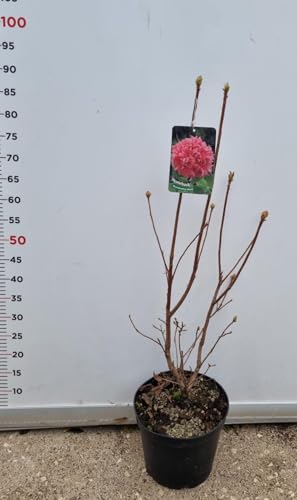 PIANTA DI AZALEA MOLLIS-KNAPHLL VASO 22 CM (foto reale) COLORI MIX