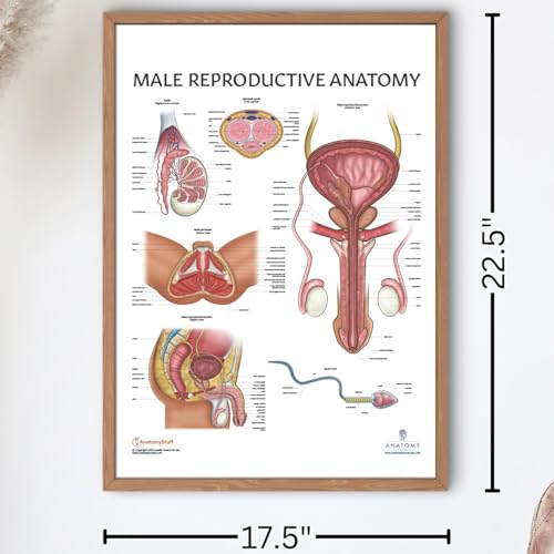 Image of Anatomy Lab Male and Female Reproductive System Anatomy Poster Set | 2 PACK LAMINATED, 17.3 x 22.5 Inches