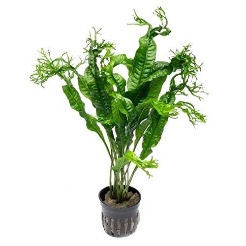 SubstrateSource Java Fern Live Aquarium Plants - Potted Freshwater Plant for Fish Tanks - Beginner Friendly