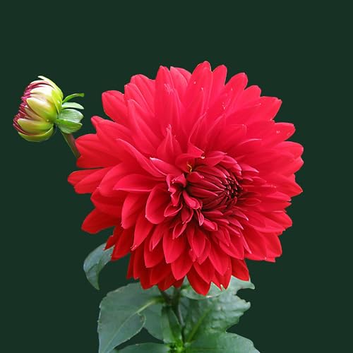 Couverture de King of Jun's Podcast