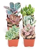 Shop Succulents Pastel Succulent Plant Pack Collection - Live Mini Succulent Plants, Low Maintenance, Bright & Serene Colors & Textures - Wedding and Party Favors, Gift & Garden, Pack of 6