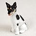Conversation Concepts Rat Terrier Miniature Dog Figurine