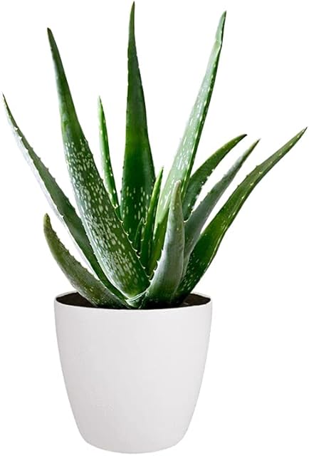 Aloe Vera Plant - Large Plant Around 30-40cm Including White Pot for The Home Or Office