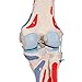 3B Scientific A882 Knee Joint w/ removable Muscles - 3B Smart Anatomy