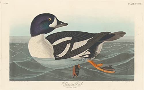 Lienzo decorativo para pared con arte clásico de John Audubon en formato 60x90cm
