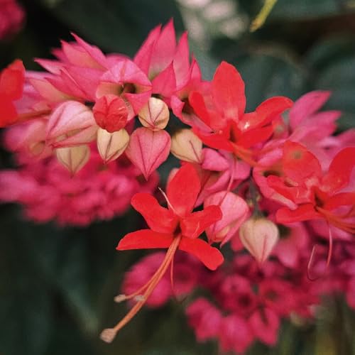 semillas de clerodendrum thomsonae, silvestres de balcon en resistentes al aire libre de jardín de rocas resistentes Macizo de orgánicas 150pcs