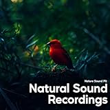 Relaxing Bird Song