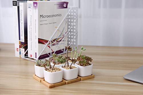 T4U, vasetto in ceramica per piante grasse da 7