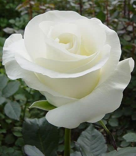 Healthy Vibe Rose Flower Live Plant Home Garden Plant Grafted Perennial" Hybrid 1-1.5 Ft Height in Nursery Grow Flowering Plant (White) (B0D6MW5K71) Amazon Price History, Amazon Price Tracker