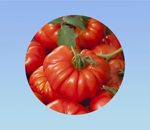 20 graines de tomate marmande VR - graines -tomato solanum lycopersicum -beef tomato - gros fruits