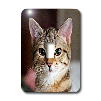 Tabby Cat Kitten interrupteur baïonnette déco chaton pour chambre - 3