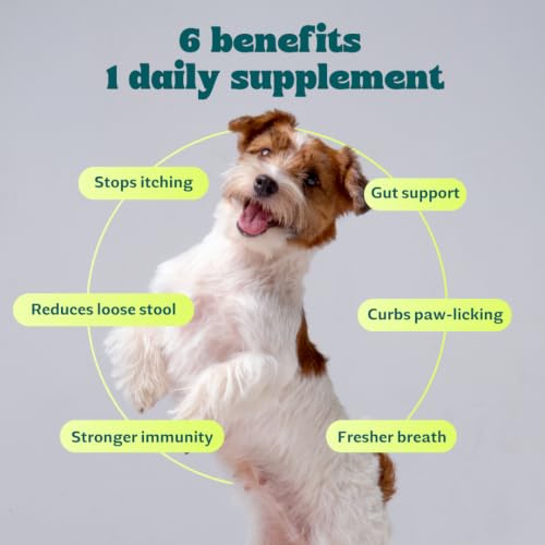 Image of Wellie Bellie Bites Probiotic Dog Treats | Real Chicken Flavor | Prebiotics & Probiotics for Gut Health & Immune Support | 4 Billion CFU | Helps Reduce Gas, Bloating & Bad Breath | 100g (Pack of 1)