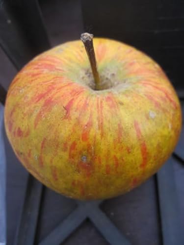 Herbst-Apfelbaum - Malus Prinzenapfel - 140-150cm