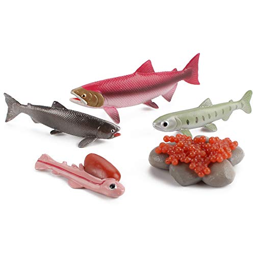 Fantarea 5 Pcs Sea Marine Animal Figures Ocean Creatures Action Figure Models Life Cycle Salmon Fish Figurine Cake Toppers Party Favors Supplies Educational Toy For Boys Girls Kid 5 6 7 8 Years Old #TOP3