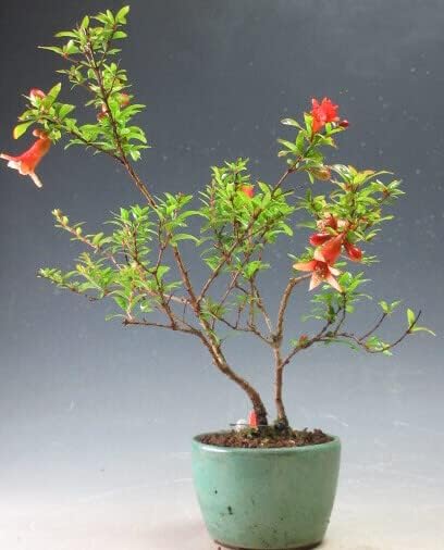 Amazon 花芽付き 姫ザクロの鉢植えミニ盆栽 現品 22初夏開花始まってきました 5 31 観葉植物 オンライン通販