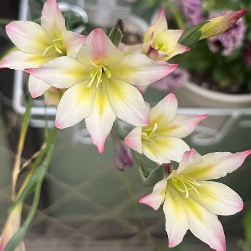 gladiolenzwiebeln winterhart mehrjährig - steingartenpflanzen balkon 20pcs