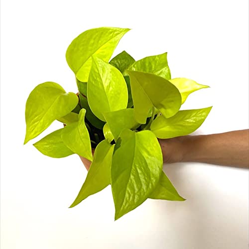 LITTLE JUNGLE Neon Pothos - Healthy Live Plants With White Pot | Indoor Plants For living Room | Gifting Plants | Garden | Balcony | Best Air purifying Plant | Money plant | Home Décor & Office desk (B09K7ZTLCY) Amazon Price History, Amazon Price Tracker