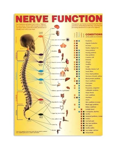 Poster de chiropraxie des voies nerveuses et système autonome encadré 40x60cm