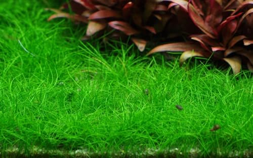 AquaOne Aquarium Pflanze In Vitro Eleocharis pusilla 'Mini' Wasserpflanze 1-2-Grow! Aquariumpflanze Becher Labor-Aquarienpflanzen Dekoration Aquascaping