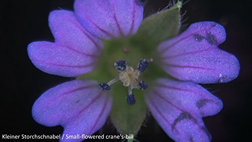 Bresser 3D Stereo Mikroskop Biolux ICD 20x mit 20x Vergrößerung für Kinder und Erwachsene zur Beobachtung von Gesteinen… – Bild 5