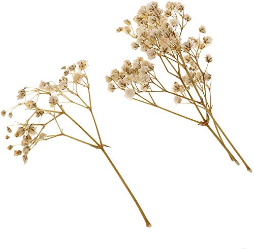 Flores y Hojas Secas para Manualidades - Blanco miniatura 3