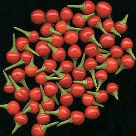 GPPX Pepper Hot Tepin Chiltepin 100 Seeds