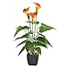 GTIDEA 17 inches Artificial Calla Lily Potted Plant Fake Bonsai Flower Arrangements with Black Plastic Pot Home Office Bedroom Table Centerpieces Decor Orange
