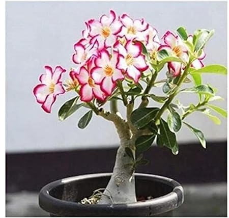 PLANT EXOTIC | Bonsai Live Plant Desert Adenium (Pink Colour) Flower-1 Healthy Live Decorative Flowering Plant' Nursery Grow Bag for Home Garden single flower Plants-image-12