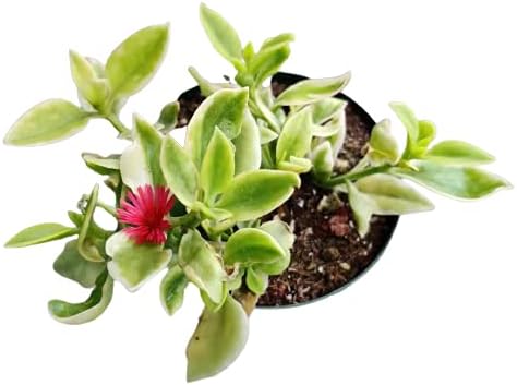 Plantas suculentas vivas Aptenia Cordifolia Variegata (maceta de 4")