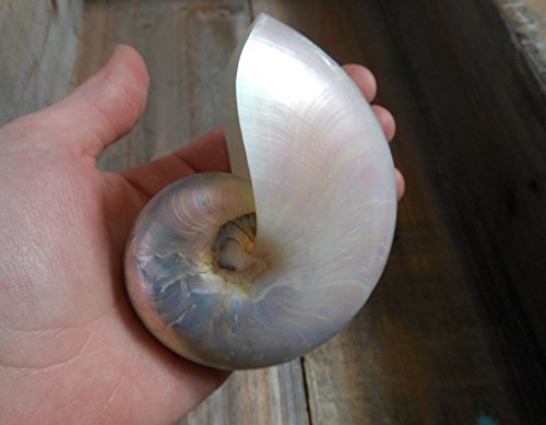 White Chambered Small Nautilus Whole Pearlized Shell 3" - 4" with Stand