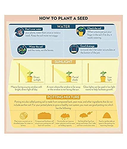 Image of Aero Seeds Lady Finger (30 Seeds) And Bottle Gourd Long (30 Seeds) Vegetable Seeds Pack