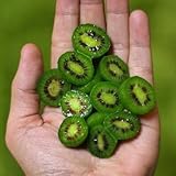 frutas raras del peru Clasificación: Feliz Farm Las semillas de la variedad rara Nueva mini fruta de kiwi orgánicos, Paquete Profesional, 50 semillas / Paquete, sabroso dulce delicioso cubierta Bonsai # NF679