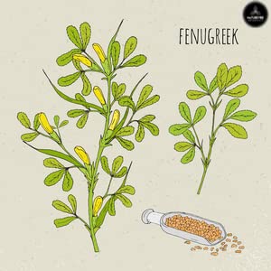 Naturevibe Botanicals Organic Fenugreek Seeds Whole, 5Lbs | Methi Seeds | Gluten Free & Non-Gmo | Hair And Skin Health (80 Ounces) #TOP1