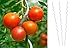 Produktbild 20x Tomatenspiralstab 110cm voll verzinkt Tomatenstab Tomaten Ranke Pflanzstab
