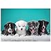 Produktbild Sunnay Diamond Painting Set,Hund DIY 5D Diamant Painting Bilder Voll Zubehör Full Groß,40 x 30 cm