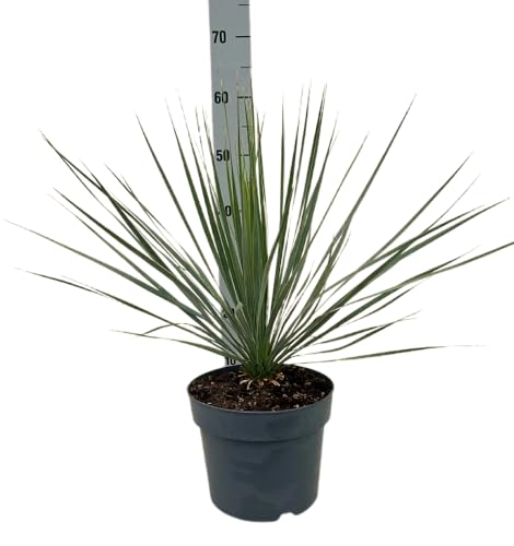 Yucca Rostrata Pianta vera da esterno - vaso 21, altezza circa 60cm - Beaked yucca