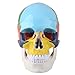 Glomora Human Skull Model, Human Skull Anatomical Model, New Version, Life-Size Removable Skull Cap and Movable Jaw with ID Card