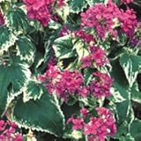Genuine Plant World Seeds branded packets supplied direct from Plant World Seeds UK