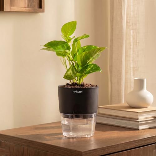 Image of Kyari Good Luck Money Variegated Live Plant with Black Self Watering Pot 4 Inch - Money Plant Indoor Live Plant with Pot for Home, Living Room - Lucky Vastu Air Purifying Plant