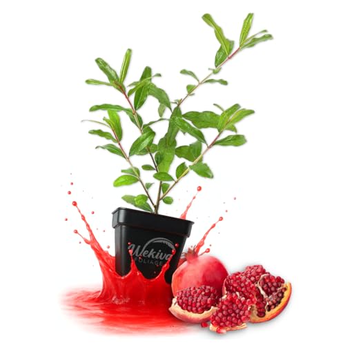 Wonderful Pomegranate Tree - 1 Live Plant in a 3 Inch Growers Pot - Edible Fruit Bearing Tree for The Patio and Garden
