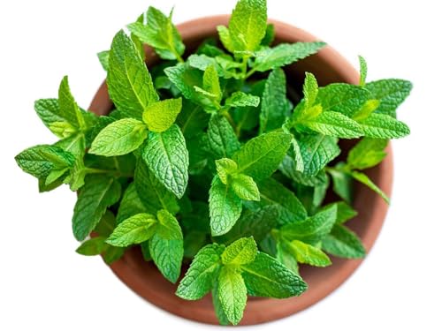 Mentha Spicata | DECOALIVE | Planta Natural | Planta Hierbabuena Aromática