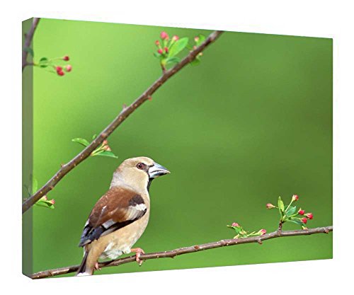 Colibri toile encadrée bois 40x50 décoration murale nature tableau salon prêt à suspendre